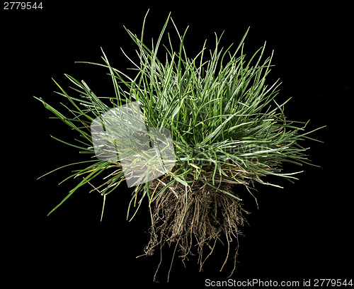 Image of Turf grass and earth