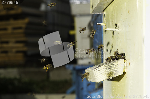 Image of Bees entering the hive