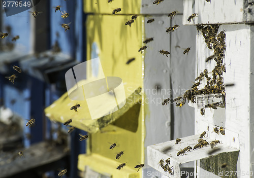 Image of Swarm of bees fly to beehive