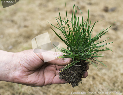 Image of Turf grass and earth