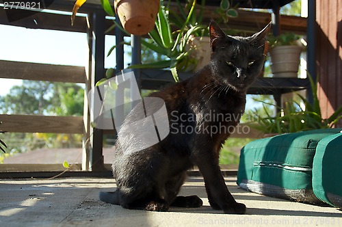 Image of young black cat on porch
