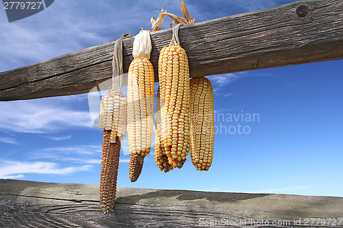 Image of Ears of corn