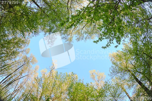 Image of treetops on a background of blue sky nature beautiful landscape