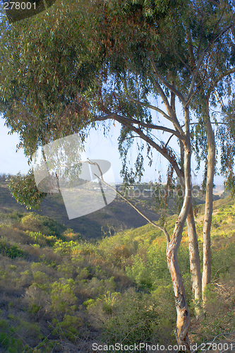 Image of Tree and canyon