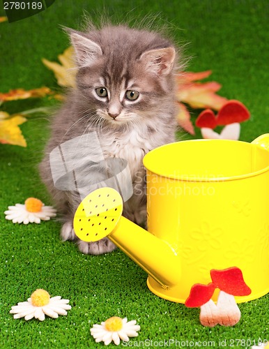 Image of Cute gray kitten