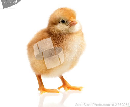 Image of Chicken