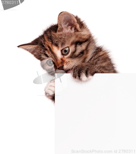 Image of Kitten with blank