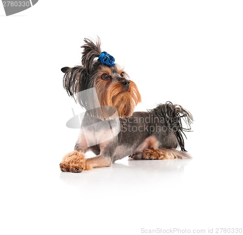 Image of Yorkshire terrier