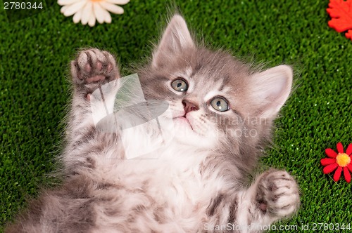 Image of Cute gray kitten