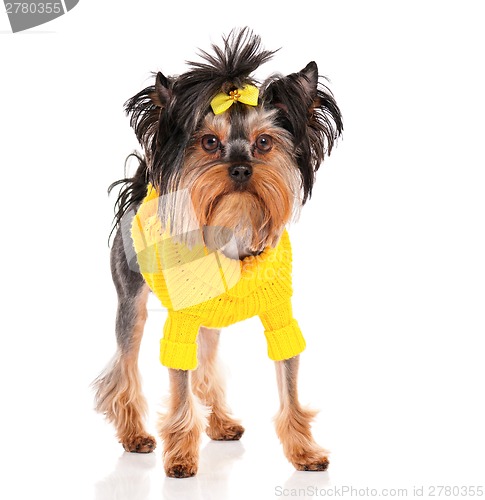 Image of Yorkshire terrier