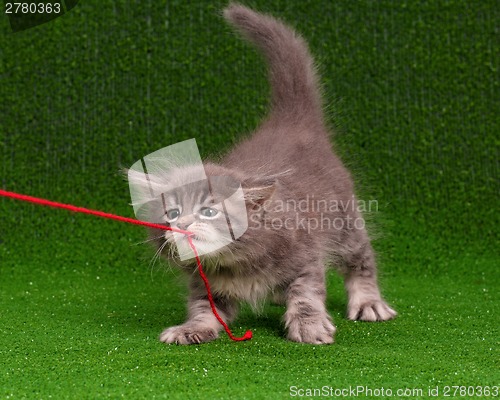 Image of Kitten with red clew