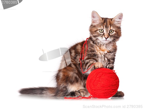 Image of Kitten with red clew of thread