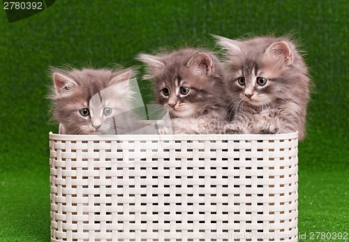 Image of Cute gray kittens