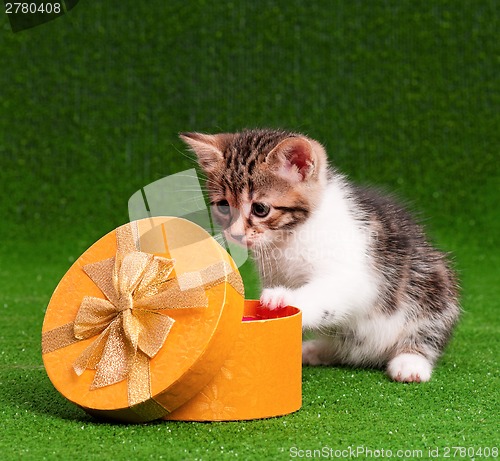 Image of Cute kitten