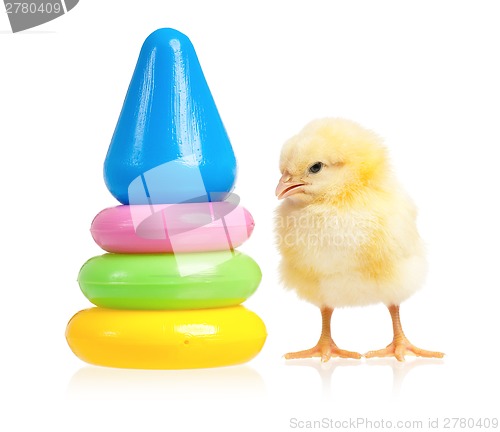 Image of Pyramid toy and chicken