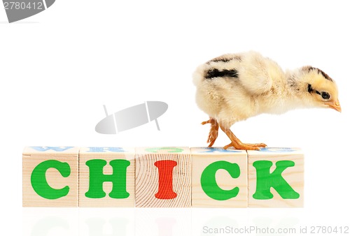 Image of Chicken