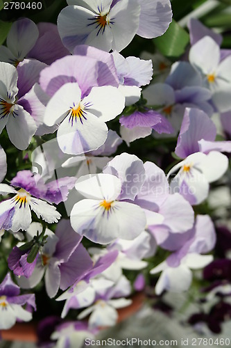 Image of Pansies