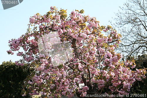 Image of Japanese Cherry tree