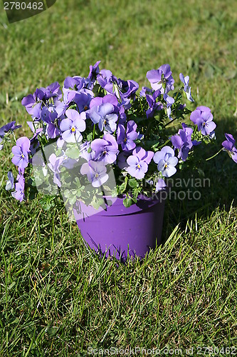 Image of Pansies