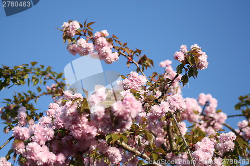 Image of Japanese Cherry tree