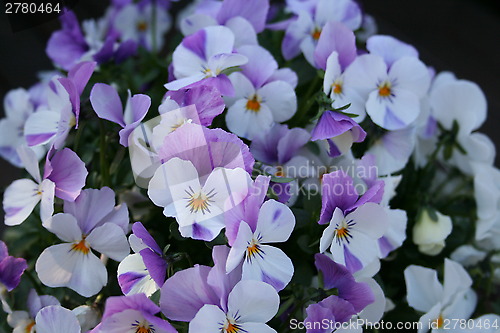 Image of Pansies