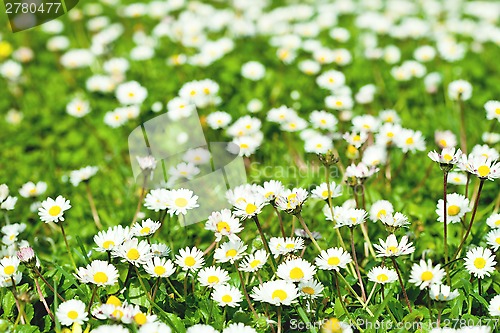 Image of chamomile flowers field 