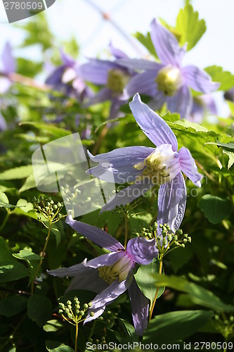 Image of Clematis Alpina