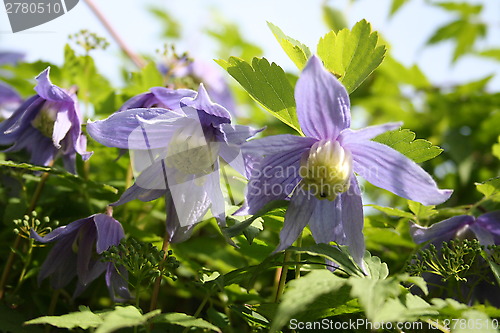 Image of Clematis Alpina