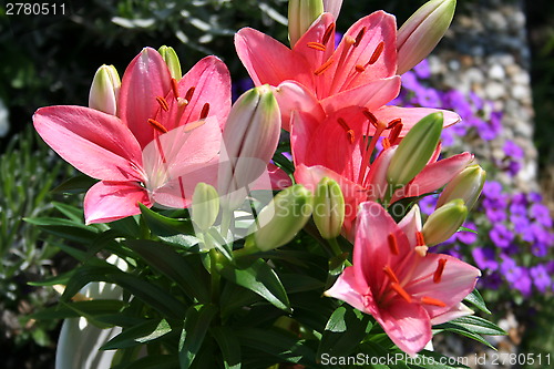 Image of Lilies in flowerbed