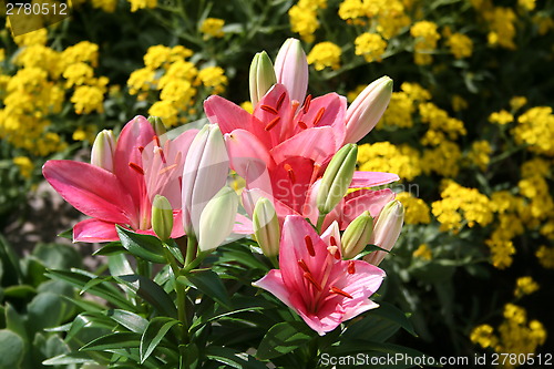 Image of Lilies in flowerbed