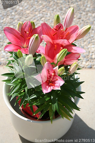 Image of Lilies as potted plant