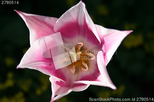 Image of Close up of Tulip