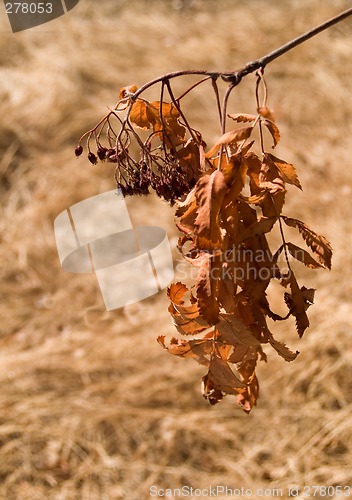 Image of Dry Nature