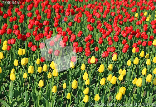 Image of Beautiful yellow and red tulips natural background