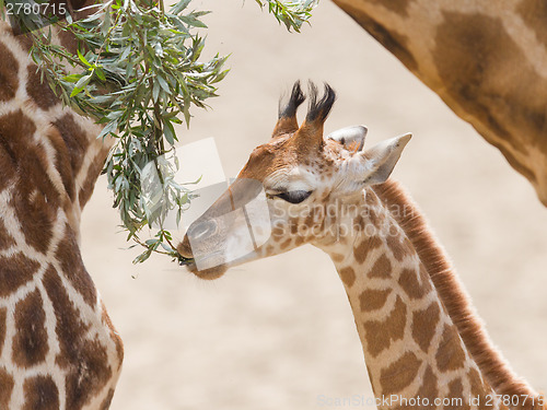 Image of Young giraffe eating