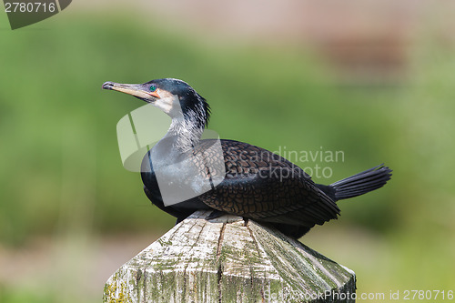 Image of Cape Cormorant