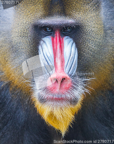 Image of Portrait of the adult mandrill