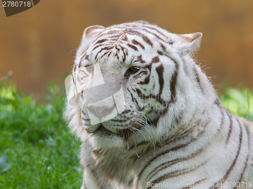 Image of White tiger