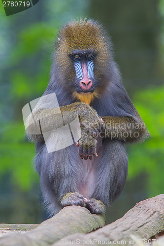 Image of Portrait of the adult mandrill