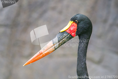 Image of Saddle-billed stork. Latin name - Ephippiorhynchus senegalensis