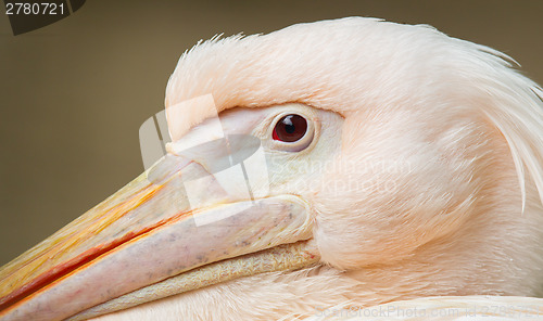 Image of Adult pelican resting