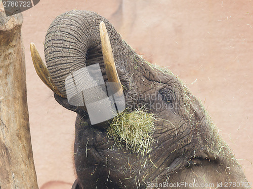 Image of Elephant eating grass 