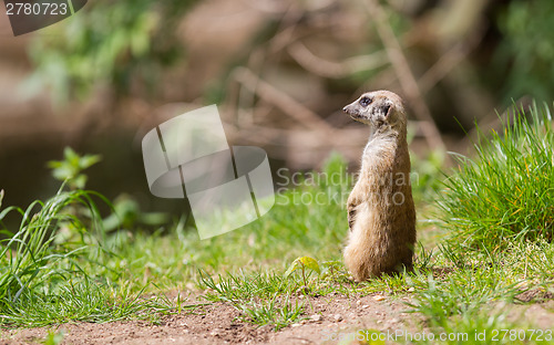 Image of Meerkat portrait