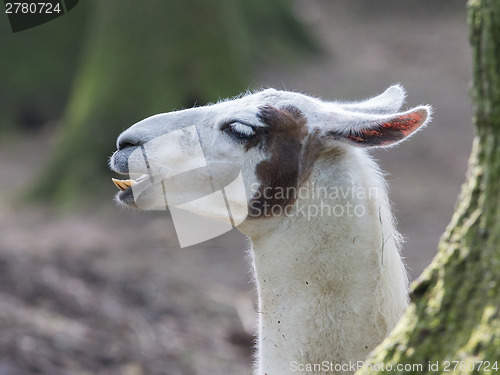 Image of Lama with dark nature background