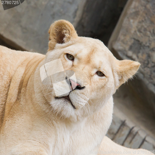 Image of Female African white lion resting