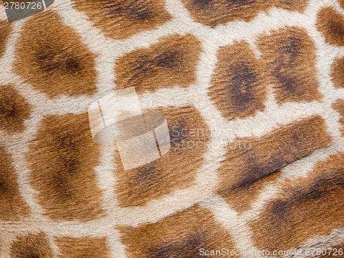 Image of Genuine leather skin of giraffe