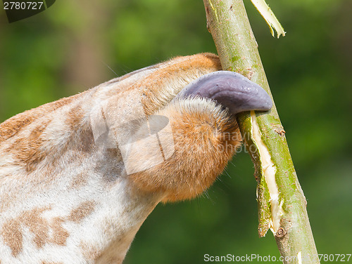 Image of Giraffe eating