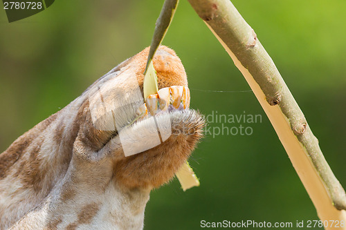 Image of Giraffe eating