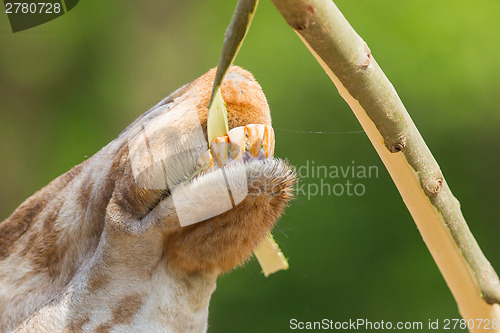 Image of Giraffe eating