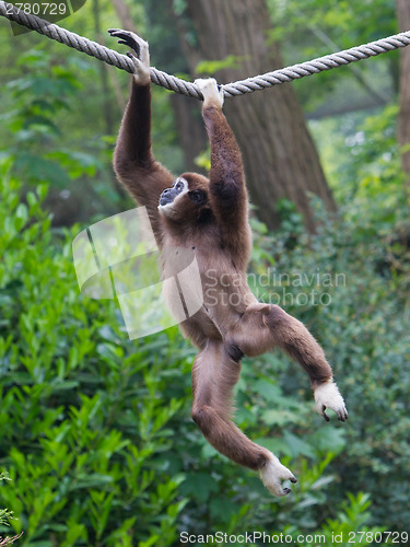 Image of Lar Gibbon, or a white handed gibbon